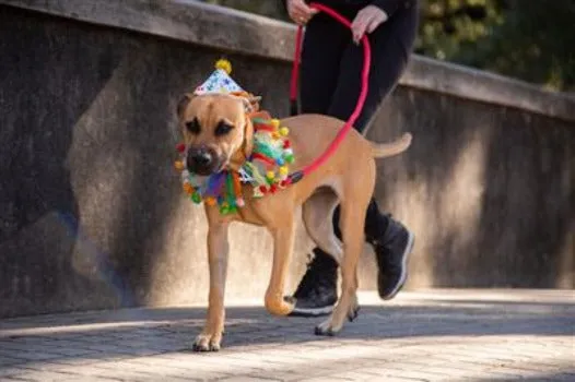 Celebration/Birthday Hat & Collar Set