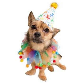 Celebration/Birthday Hat & Collar Set