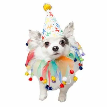 Celebration/Birthday Hat & Collar Set