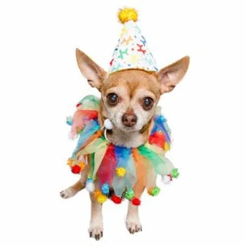 Celebration/Birthday Hat & Collar Set